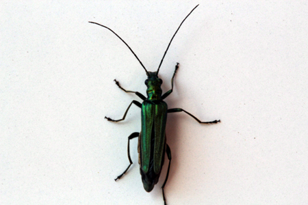 da identificare: Oedemera nobilis
